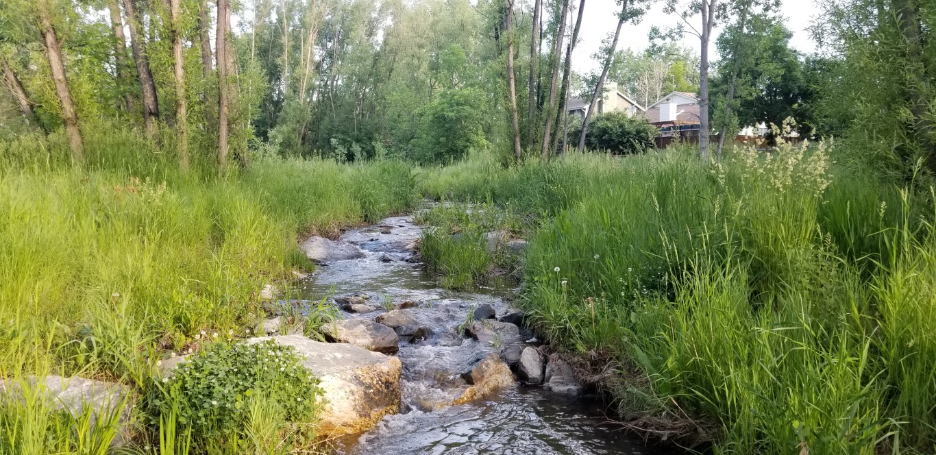 creek through grasses near houses